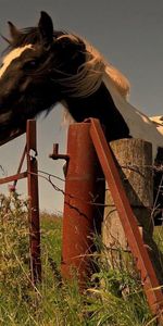 Animals,Grass,Fence,Stroll,Hedge,Horse