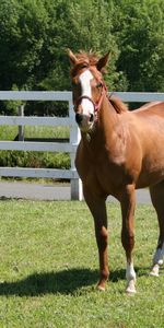 Animals,Grass,Fencing,Corral,Enclosure,Horse