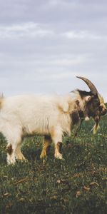 Animaux,Herbe,Domaine,Champ,Chèvre