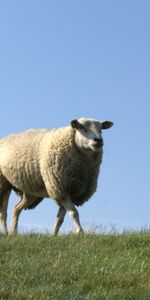 Herbe,Domaine,Flâner,Le Mouton,Animaux,Champ,Promenade,Mouton