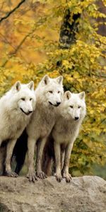 Animals,Grass,Flock,Hunt,Trees,Forest,Family,Hunting,Wolfs,Autumn