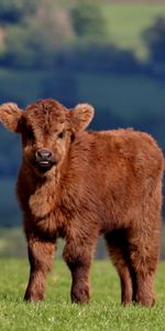 Animals,Grass,Fluffy,Calf,Cow