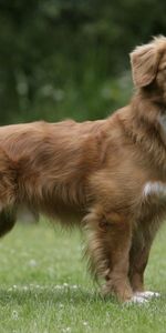 Animals,Grass,Fluffy,Dog,Stroll,Color