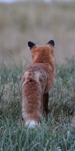 Animals,Grass,Fluffy,Fox