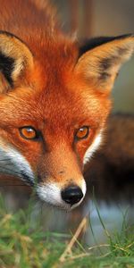 Herbe,Pelucheux,Duveteux,Yeux,Animaux,Un Renard,Renard