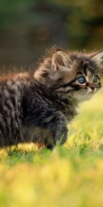 Animals,Grass,Fluffy,Kitty,Stroll,Kitten