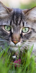 Animals,Grass,Fluffy,Muzzle,Collar,Cat