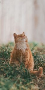 Animals,Grass,Fluffy,Pet,Sight,Opinion,Nice,Sweetheart,Cat