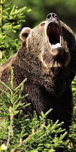 Herbe,Forêt,Marron,Animaux,Agression,Ours