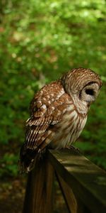 Animals,Grass,Forest,Shadow,Owl