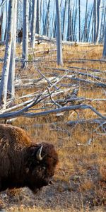 Herbe,Forêt,Flâner,Buffle,Promenade,Animaux,Bison