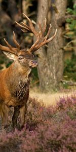 Animals,Grass,Forest,Stroll,Flowers,Deer