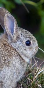 Animals,Grass,Fright,Hare,Little Hare,Leveret