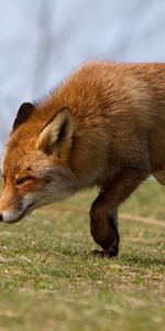 Animals,Grass,Fright,Run,Fox