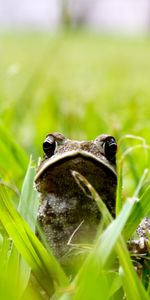 Animaux,Herbe,Grenouilles