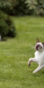 Animals,Grass,Game,Grey,Cats