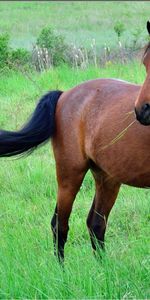 Animals,Grass,Glade,Brown,Polyana,Color,Horse