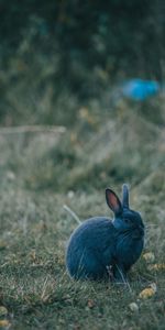 Animals,Grass,Grey,Animal,Nice,Sweetheart,Rabbit