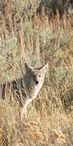 Animals,Grass,Grey,Wildlife,Animal,Coyote