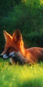 Animals,Grass,Hide,Hunting,Hunt,Glade,Polyana,Fox