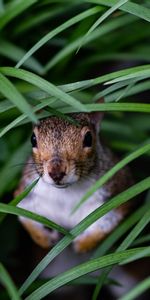 Hierba,Esconder,Cuidado,Animales,Ardilla,Asomarse