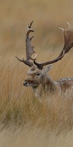 Animaux,Herbe,Cacher,Flâner,Promenade,Cerf