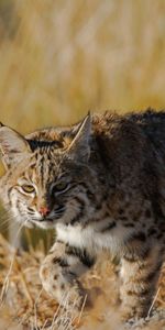 Chat Sauvage,Herbe,Iris,Animaux,Prédateur