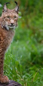 Herbe,Asseoir,S’Asseoir,Forêt,Animaux,Iris,Gros Chat,Fauve