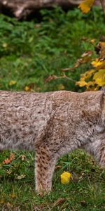 Animales,Hierba,Iris,Bosque,Paseo