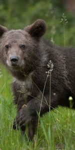 Animaux,Herbe,Jeune,Joey,Ours,Marron