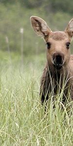 Animales,Hierba,Canguro