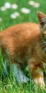 Flâner,Herbe,Minou,Couleur,Animaux,Chaton,Promenade