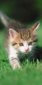 Herbe,Pattes,Animaux,Minou,Chaton