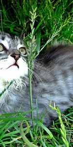 Animals,Grass,Kitty,Playful,Attentiveness,Kitten,Mindfulness