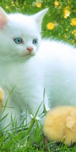 Animals,Grass,Kitty,Playful,Chicks,Kitten