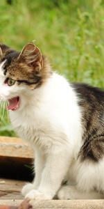 Animals,Grass,Kitty,Spotted,Spotty,To Yawn,Yawn,Kitten