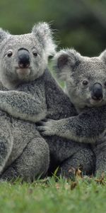 Animales,Hierba,Sentarse,Una Familia,Familia,Koalas