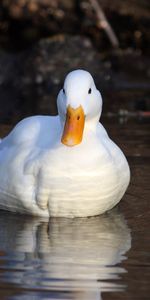 Animals,Grass,Lake,Light,Bird,Light Coloured,Duck,Swim,To Swim