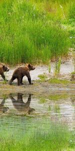 Animaux,Jeune,Soin,Se Soucier,Chasser,Herbe,Famille,Une Famille,Oursons,Bears,Lac,Chasse