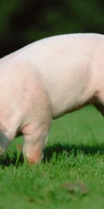 Herbe,Porcelet,Nutrition,Aliments,Animaux,Cochon,Terre