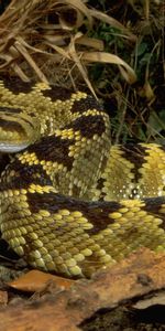 Animaux,Herbe,Feuilles,Branches,Serpent