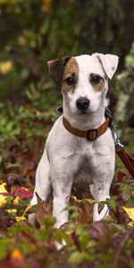 Animals,Grass,Leaves,Dog,Puppy