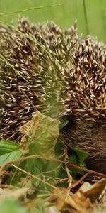 Animals,Grass,Leaves,Dry,Hedgehog