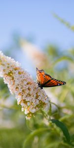 Animals,Grass,Leaves,Insect,Patterns,Butterfly