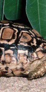 Herbe,Reptile,Feuilles,Animaux,Tortue