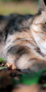 Animals,Grass,Leaves,Shadow,Sleep,Dream,Cat