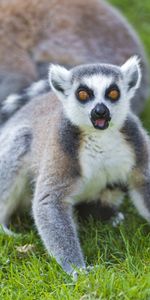 Animals,Grass,Lemur,Scream,Surprise,Astonishment,Cry