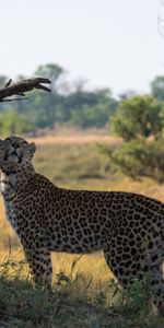 Animals,Grass,Leopard,Big Cat