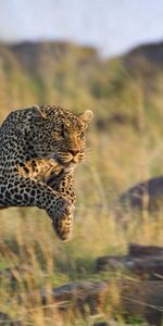 Animals,Grass,Leopard,Hunting,Hunt,Run Away,Run,Bounce,Jump