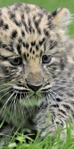 Animals,Grass,Leopard,Kid,Tot